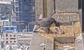 The stars of 367 Collins Street have welcomed baby birds to the nest