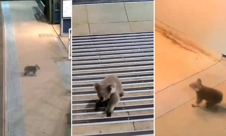 Casula koala takes a tour of Sydney train station