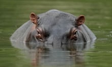 A hippo at Hacienda Nápoles park in Colombia, once the private estate of drug kingpin Pablo Escobar. Photograph: Fernando Vergara/AP