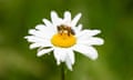 A honey bee on a flower