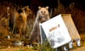 Brown bears look for food in Sarikamis, Turkey.