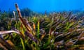 Underwater image of the beautiful marine environment, sea grass and fish species