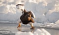 The Speed Skater – Stellers Sea Eagle in the drifting sea ice off Rausu, Hokkaido, Japan