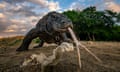 A Komodo dragon up close on Komodo Island, Indonesia