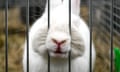 A rabbit is pictured during the National Rabbit Exhibition in Boguchwala,  Poland