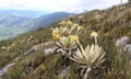 A spiky agave-type plant on a mountain-side of grass and rocks