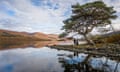 Loch Arkaig Pine Forest