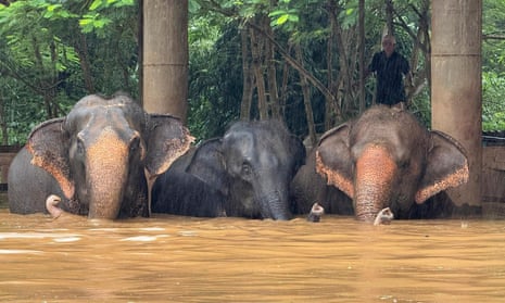 Elephant sanctuary evacuated after severe flooding – video 