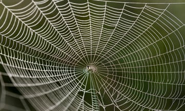 A spider in a web